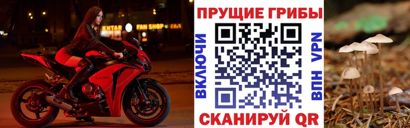 Псилоцибиновые грибы мицелий как найти закладки Почеп